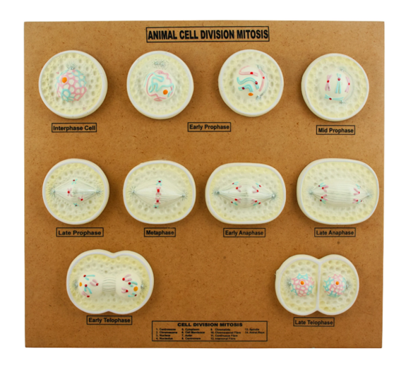 Model of Animal Cell division Mitosis Model of Animal Cell division Mitosis